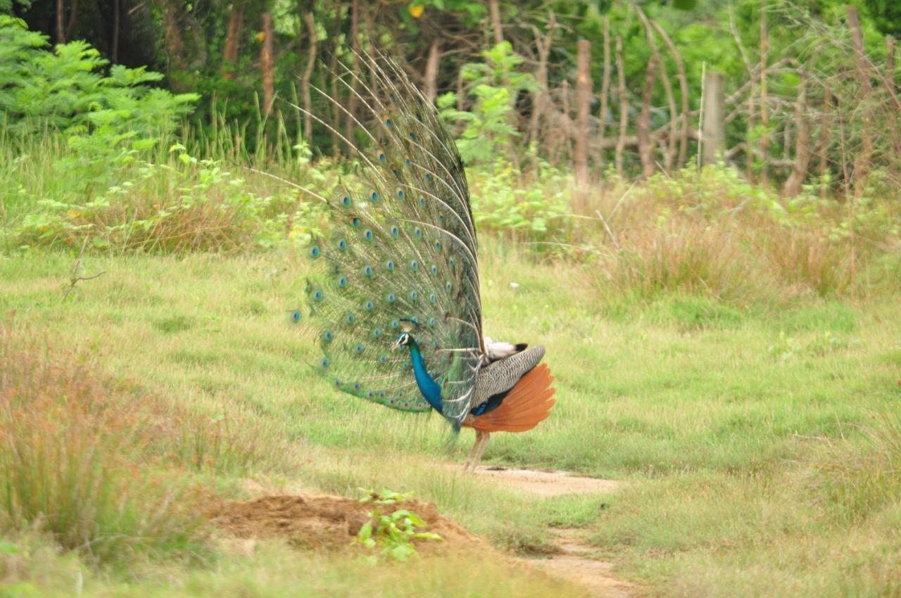 Ranakeliya Lodge - Yala Zewnętrze zdjęcie
